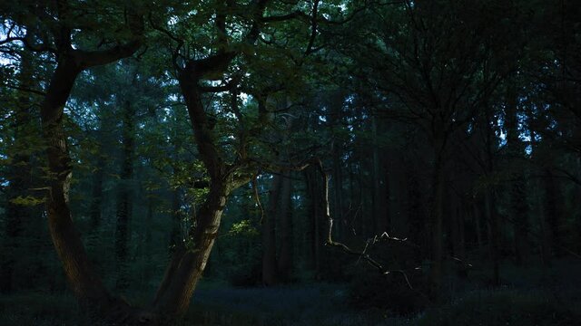 Time lapse of light painting trees in beautiful green forest