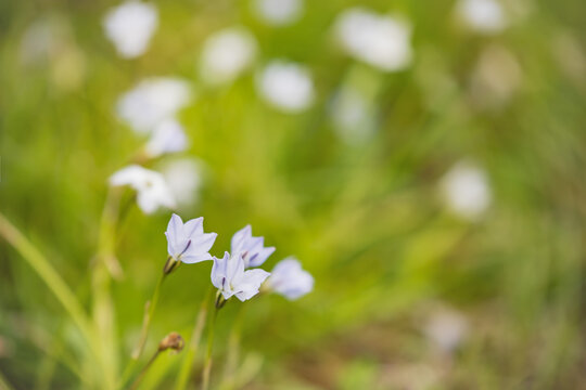 そよかぜ吹く草むらに咲く花