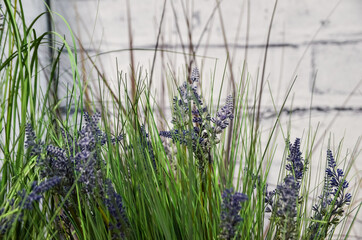 Obraz premium Lavender flowers as decoration at white brick wall background.