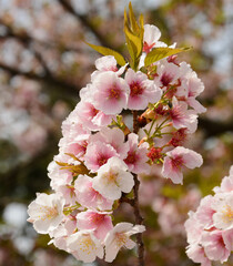Pink white sakura with stamen blossom in sunny day