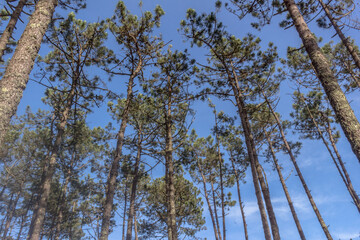 Pine forest in Portugal