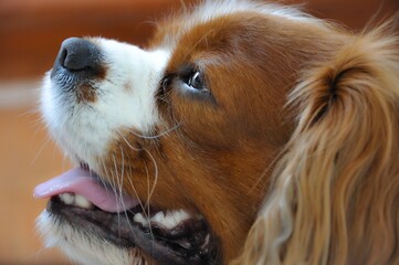 Pies rasy cavalier king charles spaniel, kolor blendhaim, wpatrzony w górę - obrazy, fototapety, plakaty