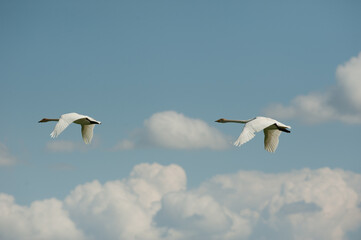 
Whooper swans fly against white clouds and blue sky