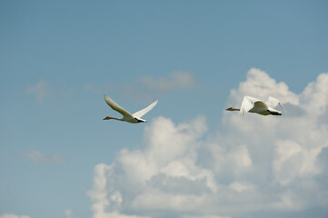 
Whooper swans fly against white clouds and blue sky