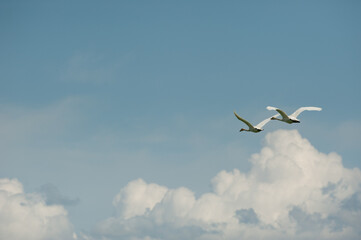 Fototapeta na wymiar Whooper swans fly against white clouds and blue sky