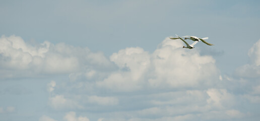 
Whooper swans fly against white clouds and blue sky