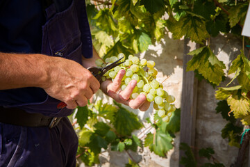 hands holding and cutting grape from the plant