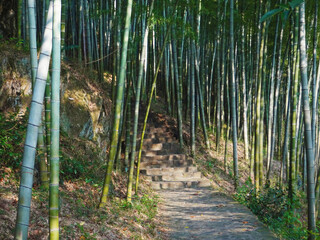 Obraz premium Path of steps with bamboos in sunny day
