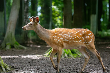 Naklejka na ściany i meble European fallow deer in search of food in the forest