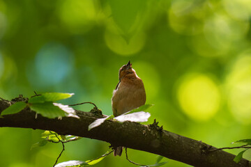 The bird sings on a branch