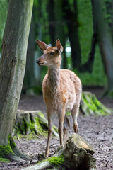 Young roe deer in the woods