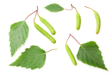 green birch leaves and bud isolated on white background. Top view.