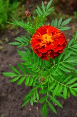 with the onset of summer, beautiful marigold flowers bloom