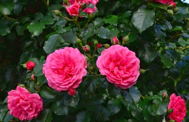 pink rose bush