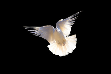 Plakat A free flying white dove isolated on a black background. The symbol of freedom. Peace. Mardin pigeon. Flying White Pigeon/Dove Isolated Background. peace day