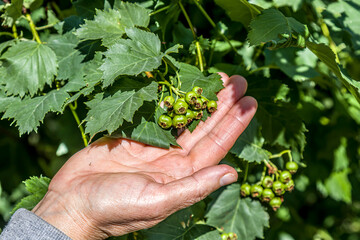 Naklejka na ściany i meble unripe hawthorn fruits hang in clusters in the leaves. Close-up.