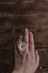 Hand of a young woman with blooming camomile. Background top view.