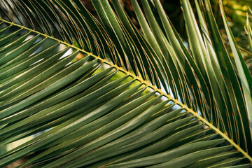  Textural background close-up of green palm tree branch.