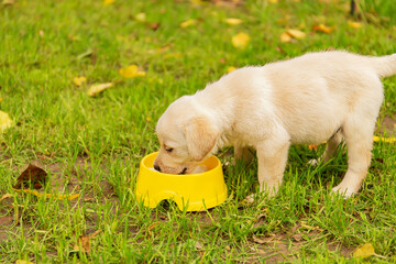 little labrador puppy eating from a bowl on a background of green grass