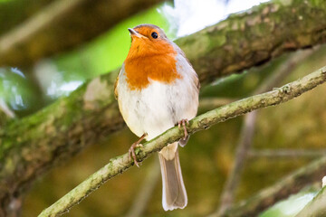 Red Robin on a tree