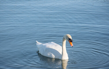 Cisne blanco y solitario en laguna calma con colores pastel