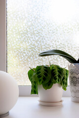 Maranta leuconeura potted plant near window with moth orchid and white spherical lamp
