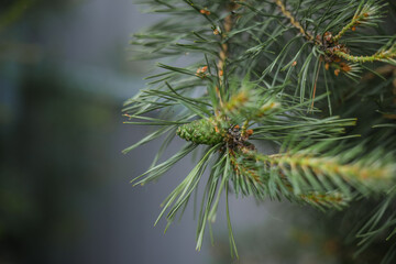 Crimean pine branch with a green cone close up
