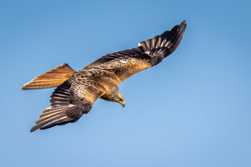 Red Kite in flight