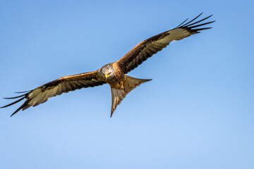 Fototapeta na wymiar Red Kite in flight