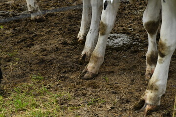 Beine von jungen Rindern