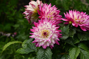 Obraz premium Red Flower