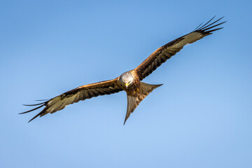 Red Kite in flight
