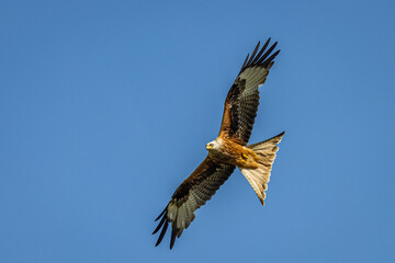 Fototapeta premium Red Kite in flight