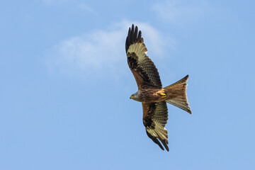 Red Kite in flight
