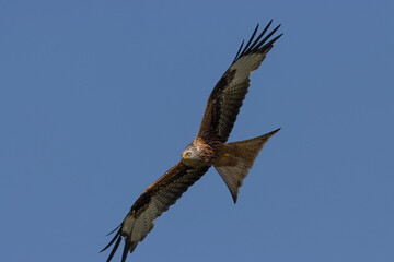 Red Kite in flight