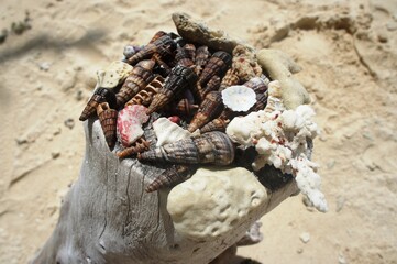 sea shells and stones