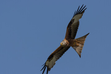 Obraz premium red kite in flight