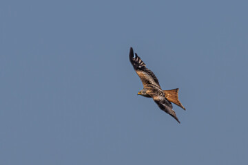 Red Kite flying