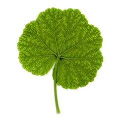 geranium plant (Geraniales) leaf over white