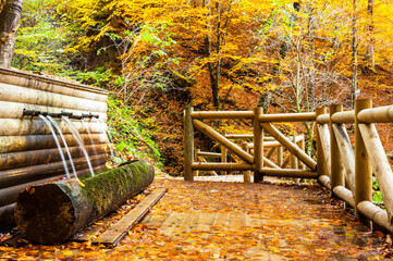 Yedigoller National Park, Autumn views. Bolu, Turkey.