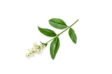 Blooming Ligustrum shrub on white background