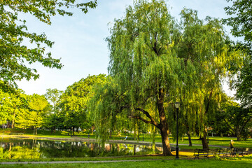 tree in the park