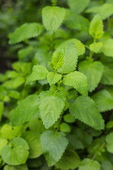 Common mint Bush close up