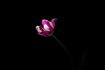 Beautiful tulip flower on a black background