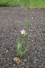 A small bush with a flower sprouts through an asphalt surface