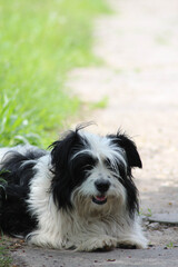 bernese mountain dog