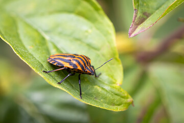 An Italian striped shield bug, sitting on a leaf