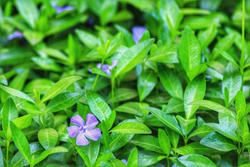 close up of a plant