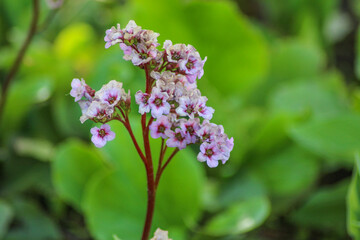 lilac flowers in the garden