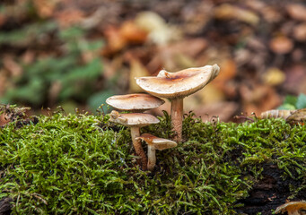 Yedigoller National Park, Autumn views. Bolu, Turkey.